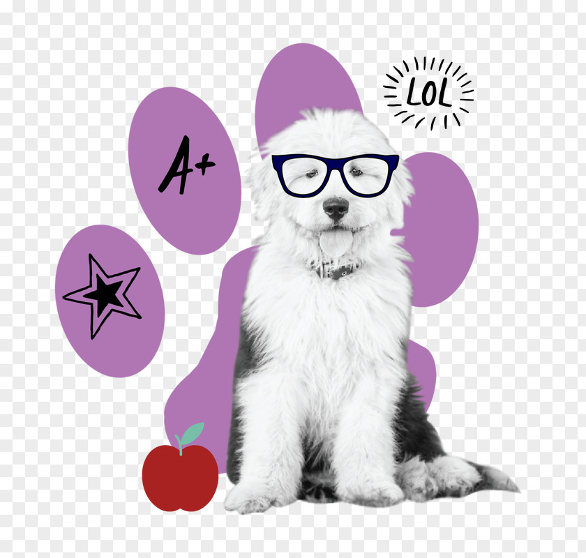 Kitten Sheepadoodle Puppy Poodle Design PNG