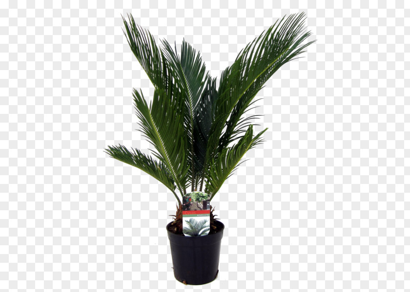 Plant Arecaceae Sago Palm Houseplant Trachycarpus Fortunei PNG