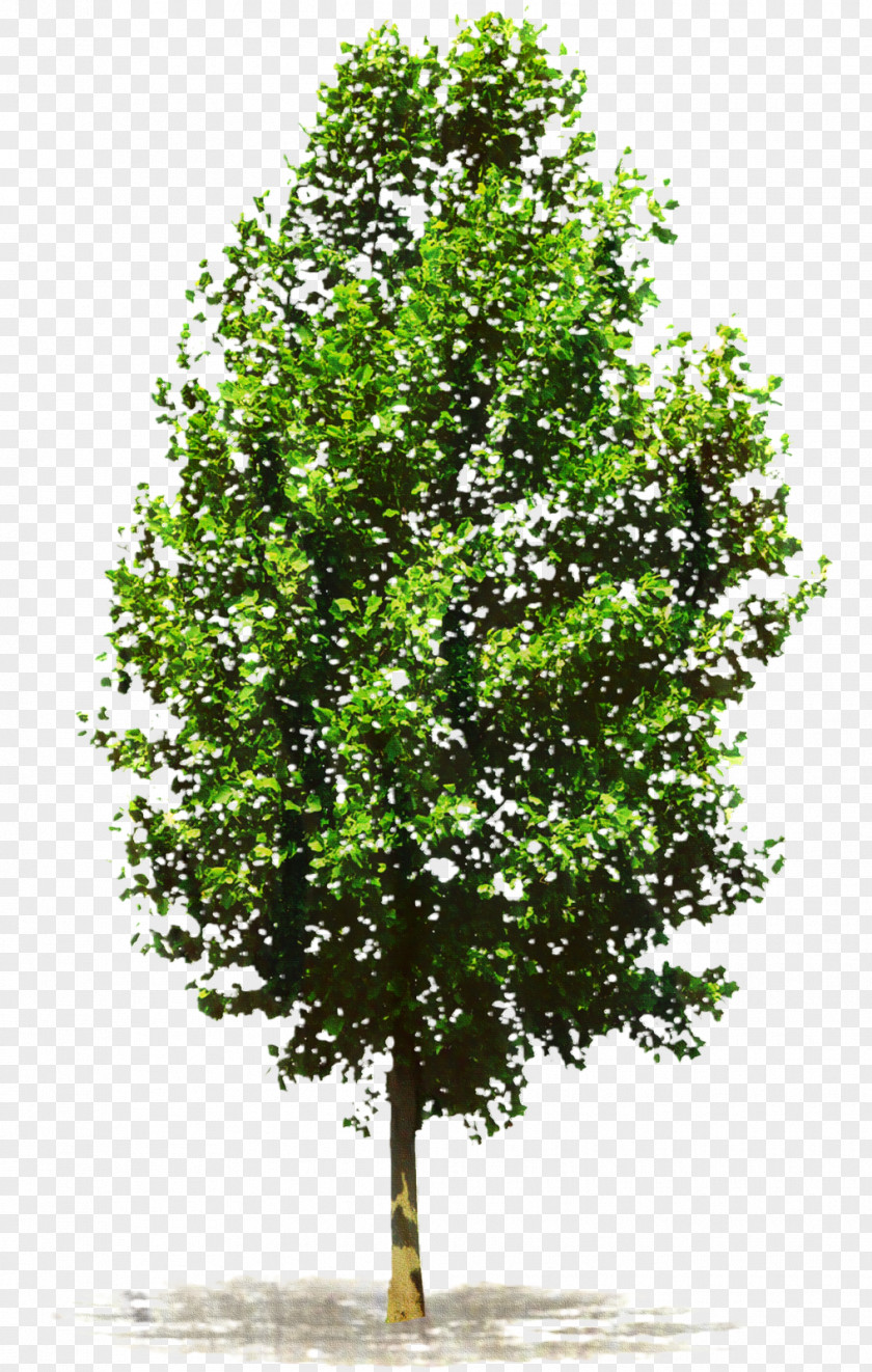 Shrub Plane Green Leaf Background PNG