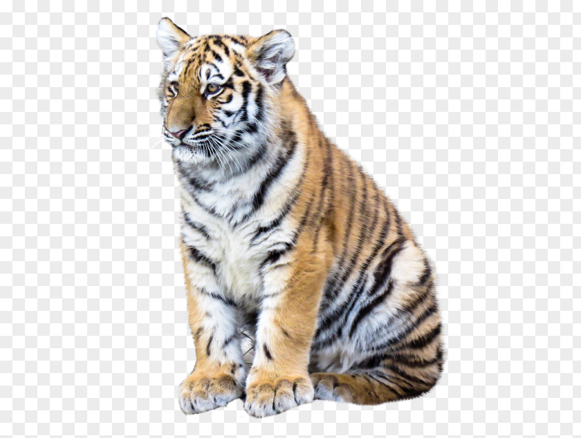 Tiger Desktop Wallpaper Clip Art PNG
