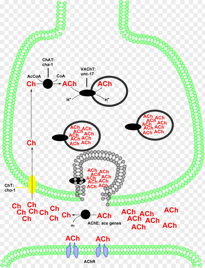 Choline Acetyltransferase Carnitine O-palmitoyltransferase Acetylcholine PNG