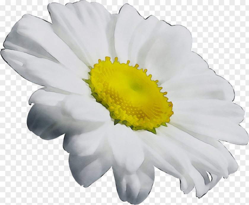 Chrysanthemum Oxeye Daisy Transvaal Family Annual Plant PNG