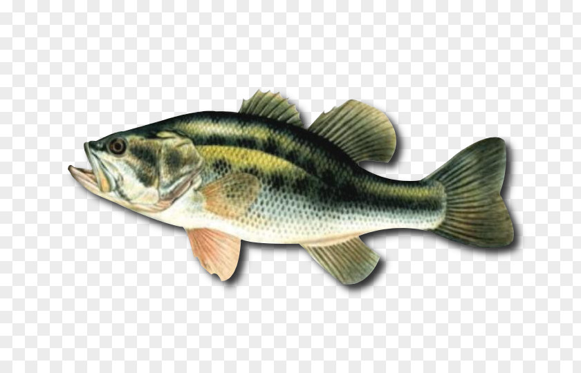 Fish 12 In X 18 Nauti Bass Goodbye Funny Flag Humour NAUTI 