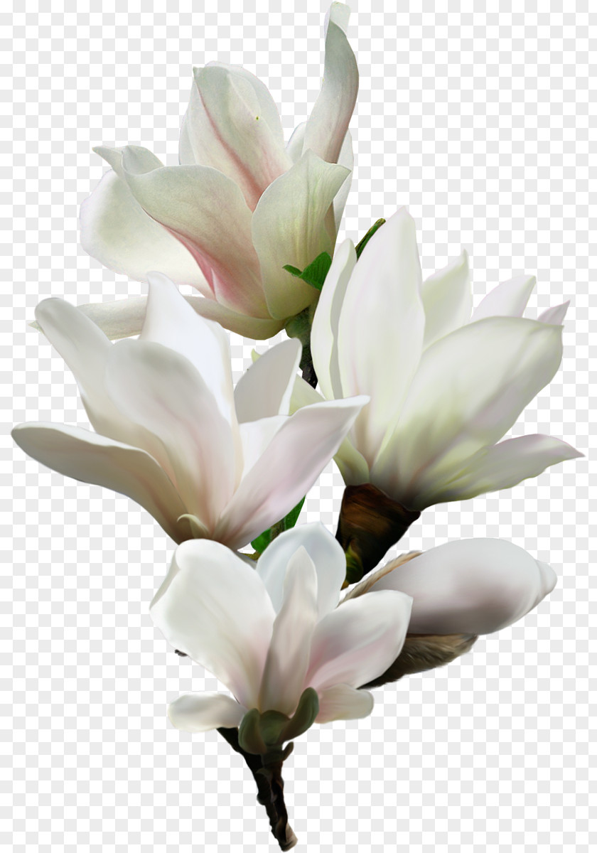 Pedicure Flower Art Clip PNG