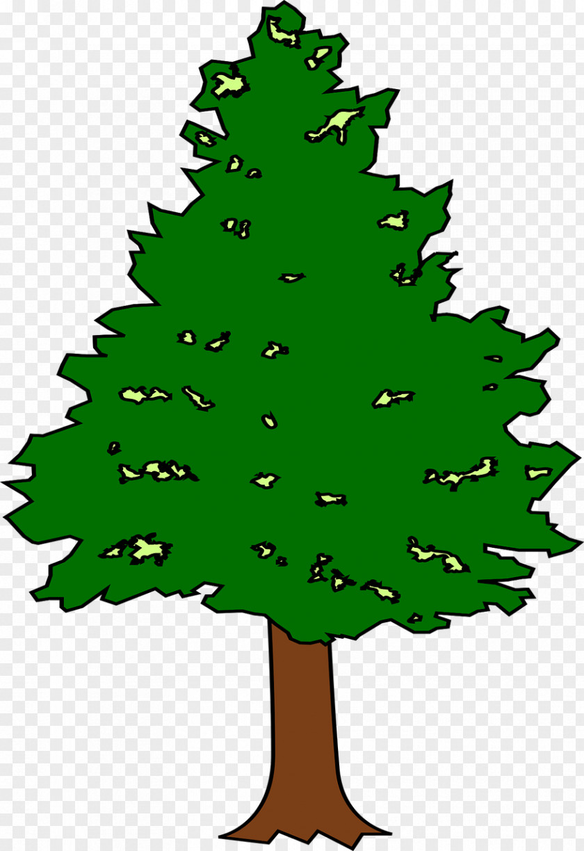 Tree Spruce Fir Leaf Plant PNG