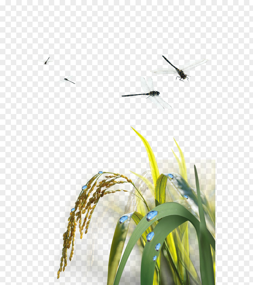 Dragonfly Rice Agriculture PNG