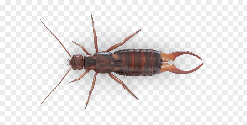 Insect Ant Ringlegged Earwig Mosquito PNG