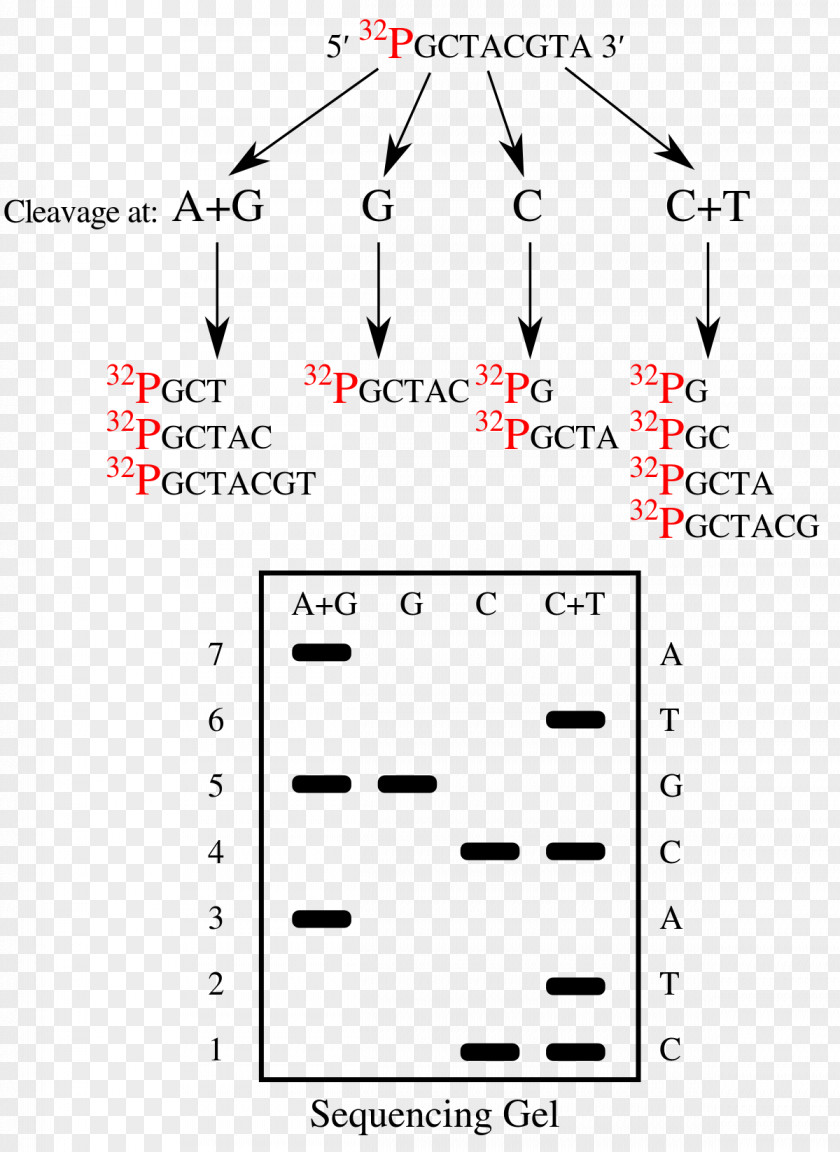 Maxam–Gilbert Sequencing DNA Nucleic Acid Sequence Sanger PNG