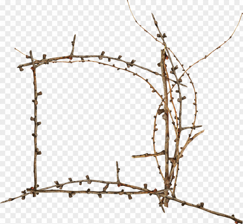 Barbed Wire Fence Branch Twig Plant Tree PNG