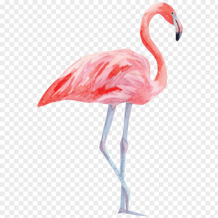 Bird Greater Flamingo Paper Palm Branch PNG
