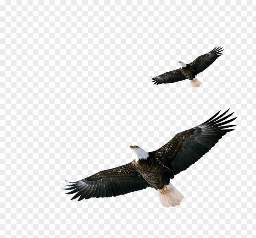 Eagle Bald Hawk Download PNG