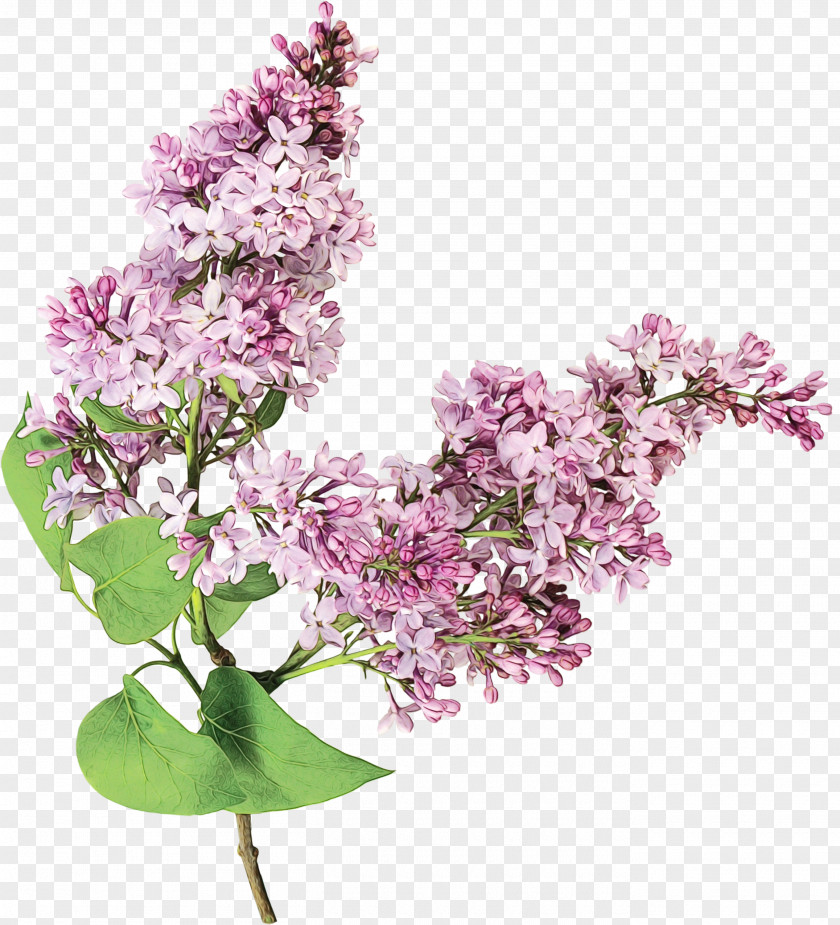 Flower Lilac Plant Purple PNG