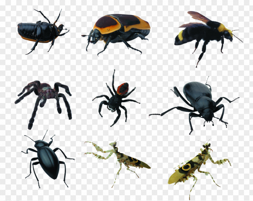 Insect Pests Spiders Pest PNG