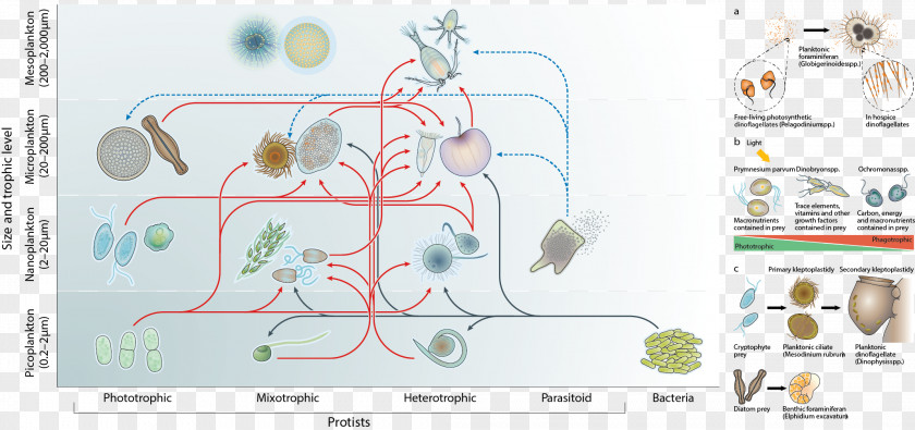 Protist Mixotroph Microbial Ecology Food Web Microorganism PNG