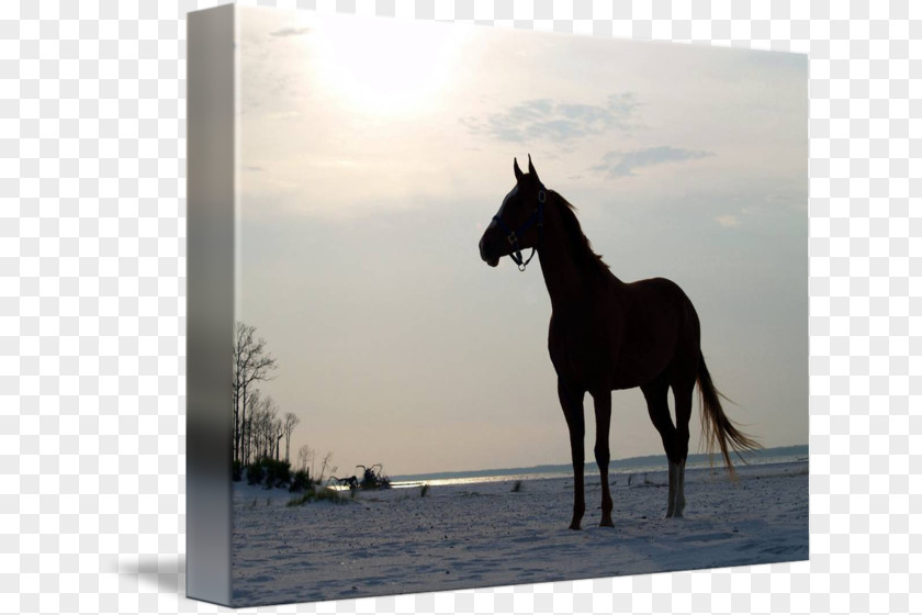 Horse On Beach Stallion Mustang Mare Halter Freikörperkultur PNG