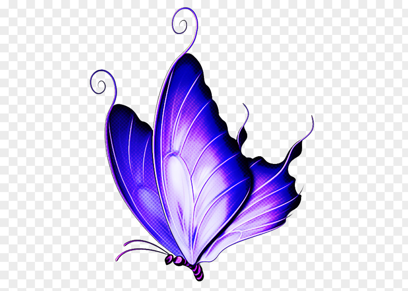 Ornament Wing Butterfly Violet Purple Insect Moths And Butterflies PNG