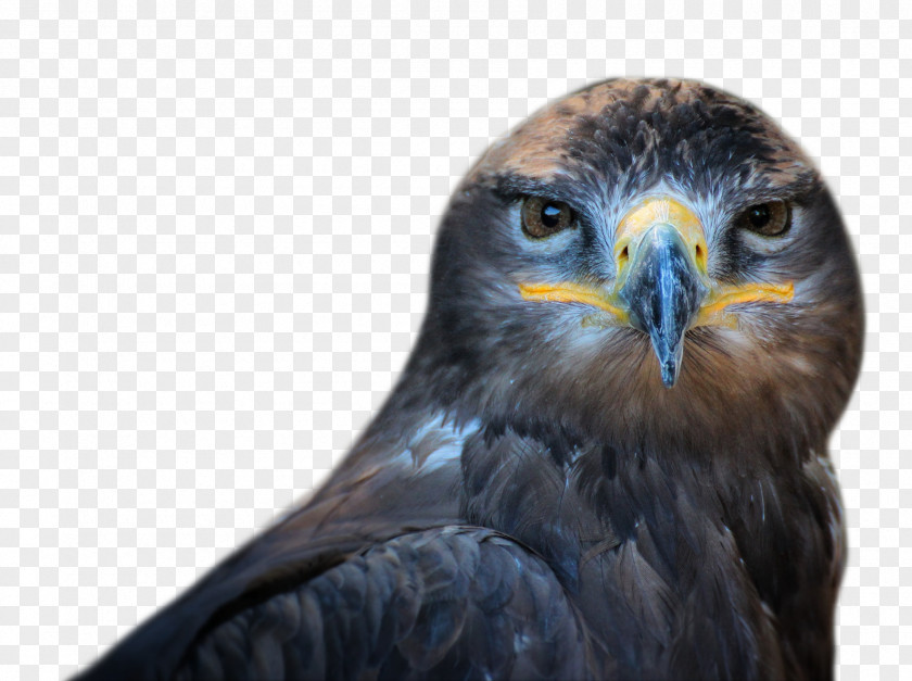 Owl Bird Of Prey PNG