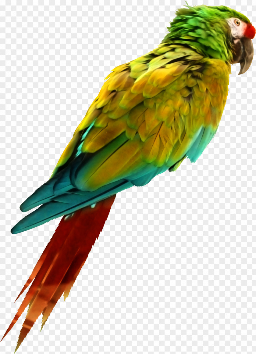 Parrot Bird Perroquet PNG