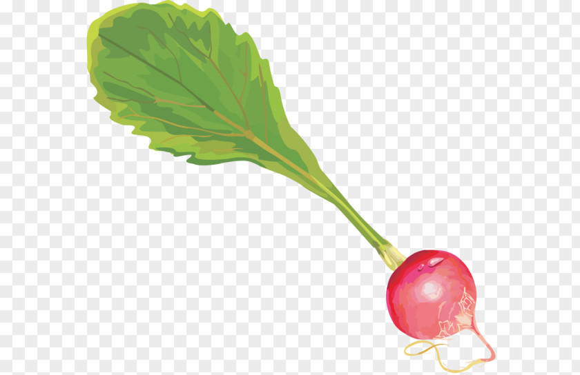 Radish Garden Leaf Vegetable Root Vegetables Clip Art PNG