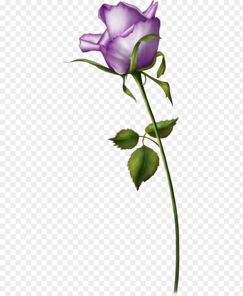 Rose Beach Flower Purple Valentines Day PNG