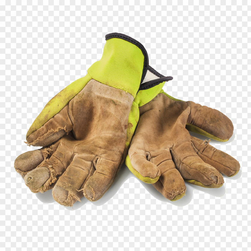 Rosemary Plant Stock Photography Alamy Glove PNG