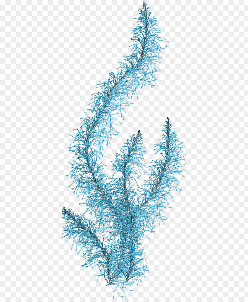 Sea Algae Clip Art Seaweed PNG