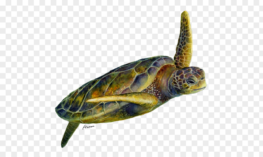 Turtle Watercolor Box Turtles Painting Art PNG