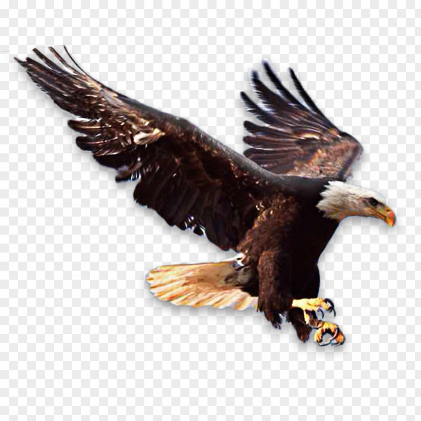 An Eagle Isaiah 40 Chapters And Verses Of The Bible Book Deuteronomy PNG