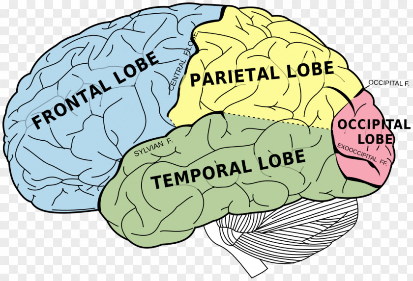 Brain Gerstmann Syndrome Aphasia Disease PNG