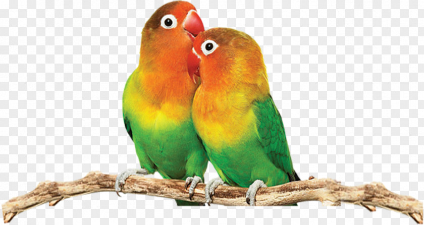 Cute Parrot Decorative Pattern Fischers Lovebird Yellow-collared PNG