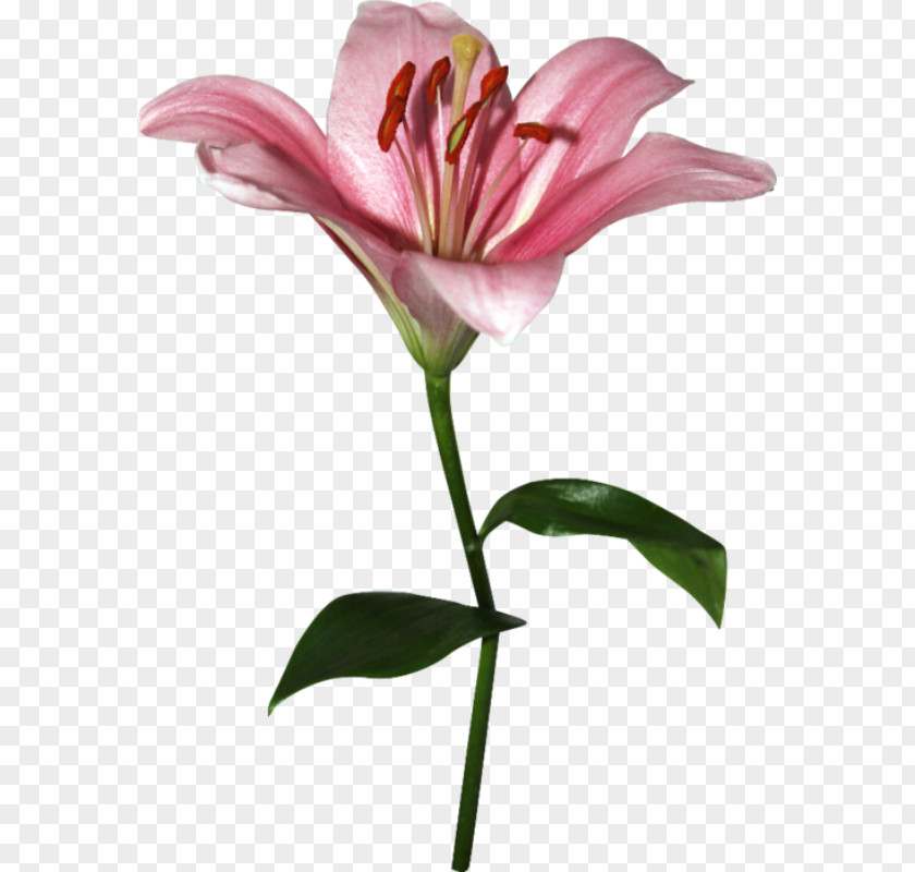 Flower Lilium Cut Flowers Petal Bud PNG