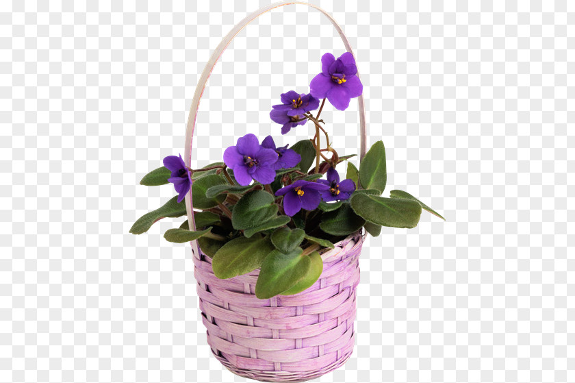 Flower Pansy Seed Perennial Plant PNG