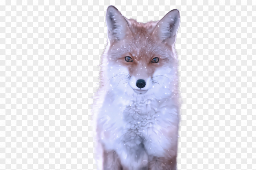 Fox Wildlife Swift Coyote Red PNG