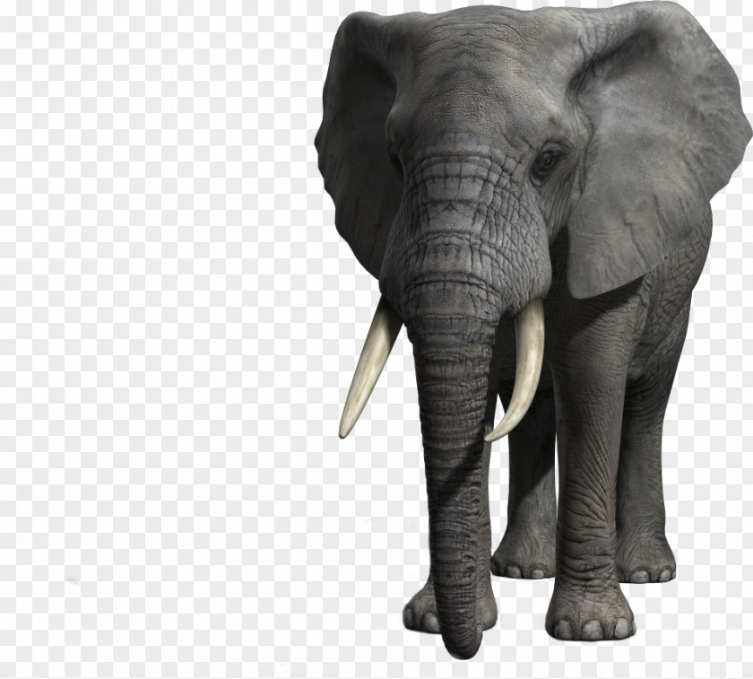 Branding Photo Realistic Indian Elephant African Tusk Wildlife PNG