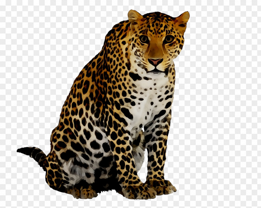 Cheetah Image Leopard Desktop Wallpaper Download PNG