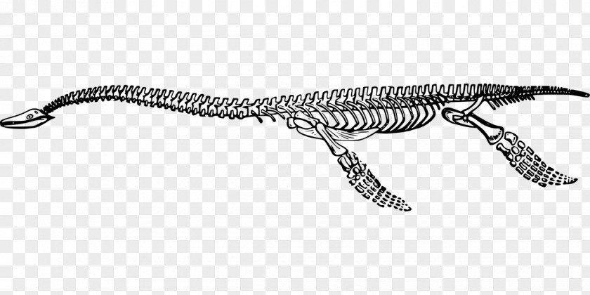 Dinosaur Reptile Plesiosaurus Fossil Extinction PNG