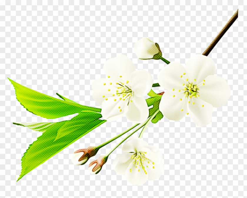 Flower Plant Branch Petal Pedicel PNG