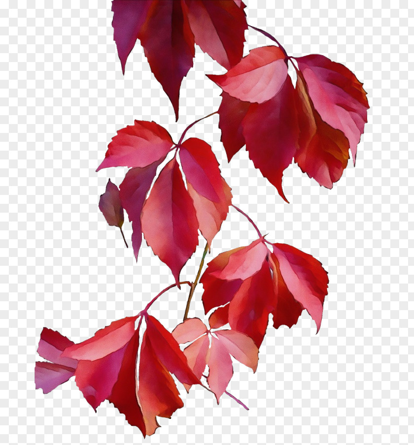 Maple Leaf Red Tree PNG