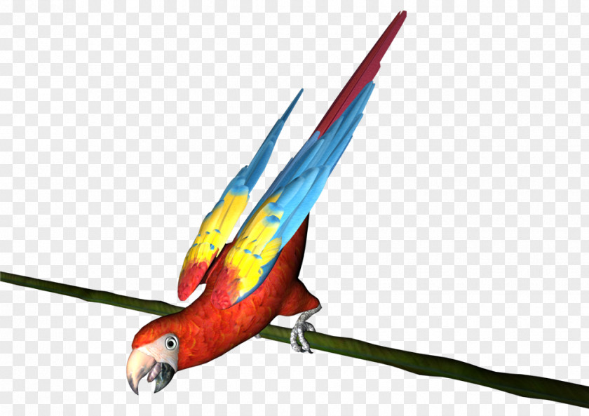 Perroquet Macaw Parakeet 諾基亞 Eiffel Tower Feather PNG