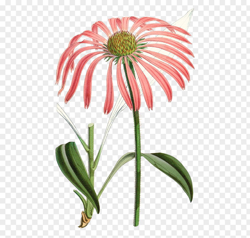 Plants Echinacea Angustifolia Purple Coneflower Daisy Family Herbaceous Plant Perennial PNG