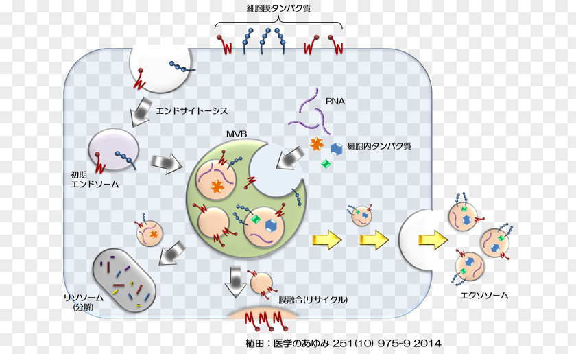 电 Post-translational Modification Glycan Exosome Protein Cancer PNG
