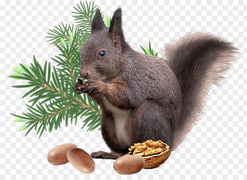 Squirrel Christmas Decoration Rodent PNG