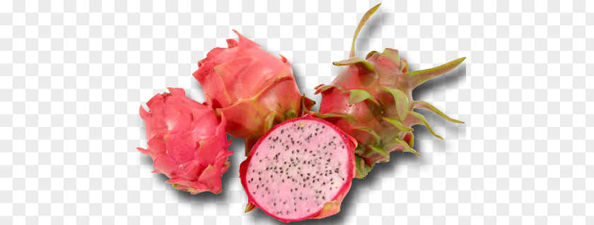 Vegetable Pitaya White-fleshed Pitahaya Fruit Auglis PNG