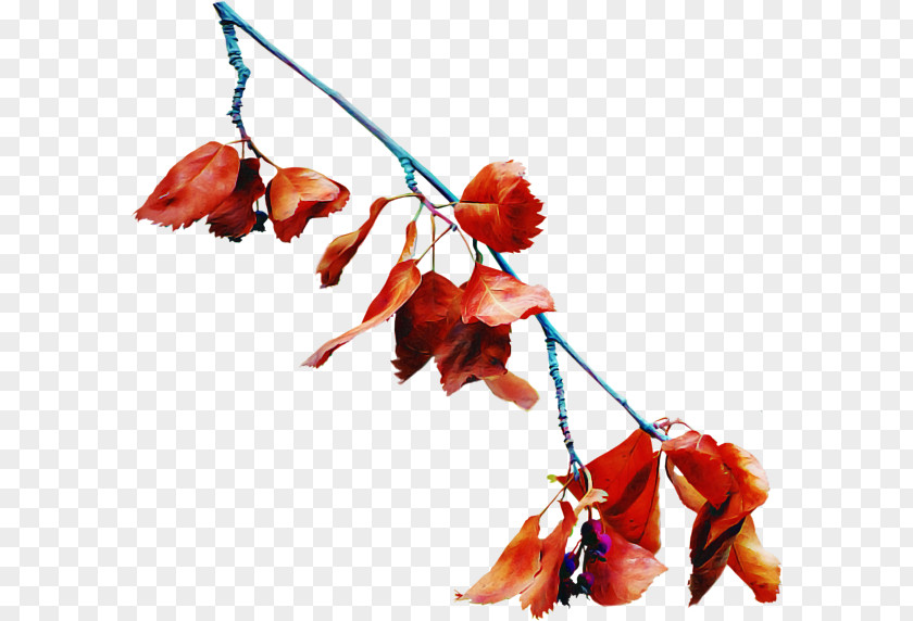 Leaf Twig Flower Plant Branch PNG