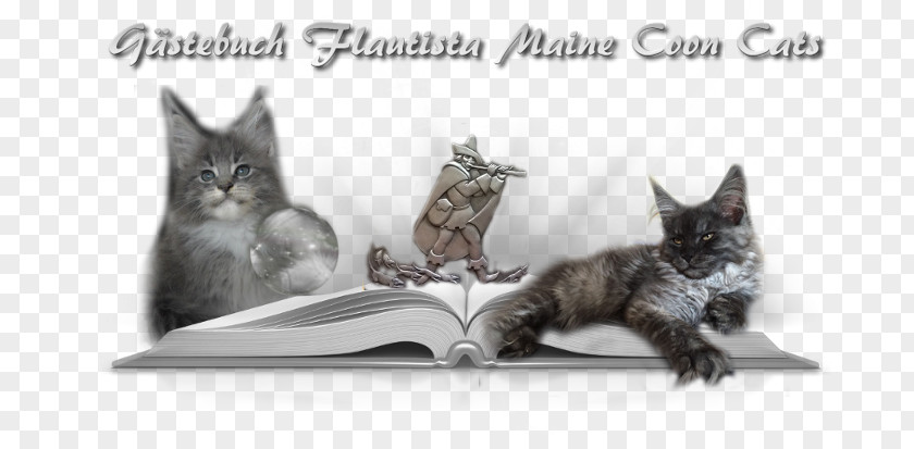 Maine Coon Whiskers Kitten Raccoon PNG