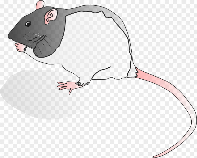 Rat Rodent Murids Krysa Computer Mouse Clip Art PNG