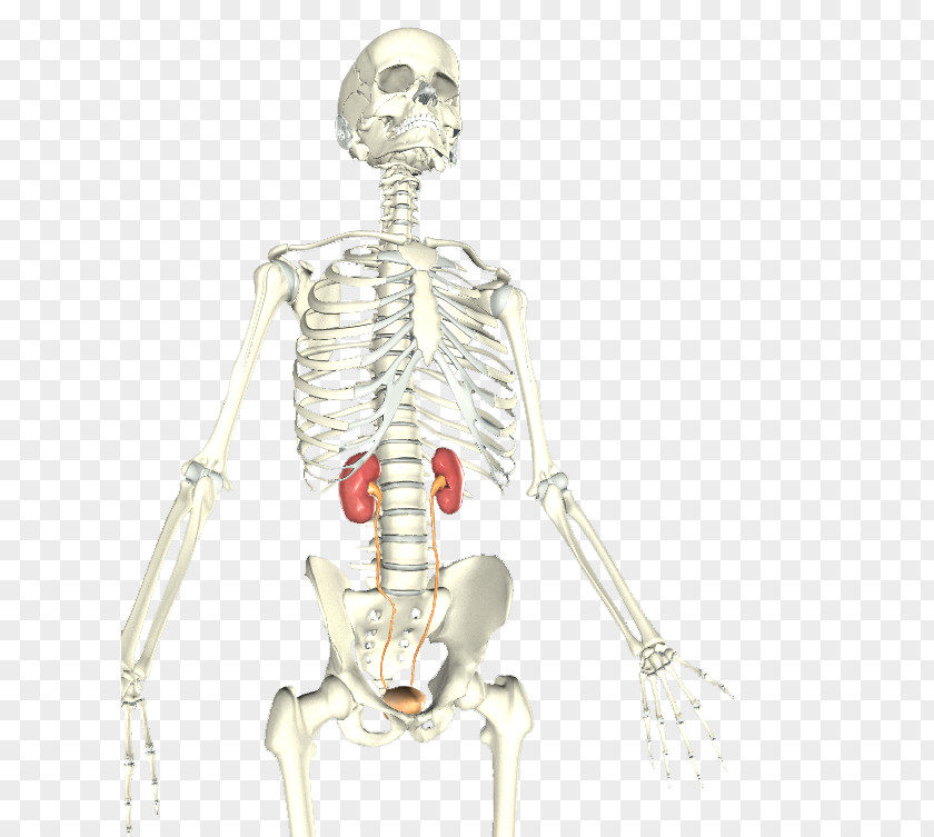 Skeleton Bone Homo Sapiens Shoulder Muscle PNG