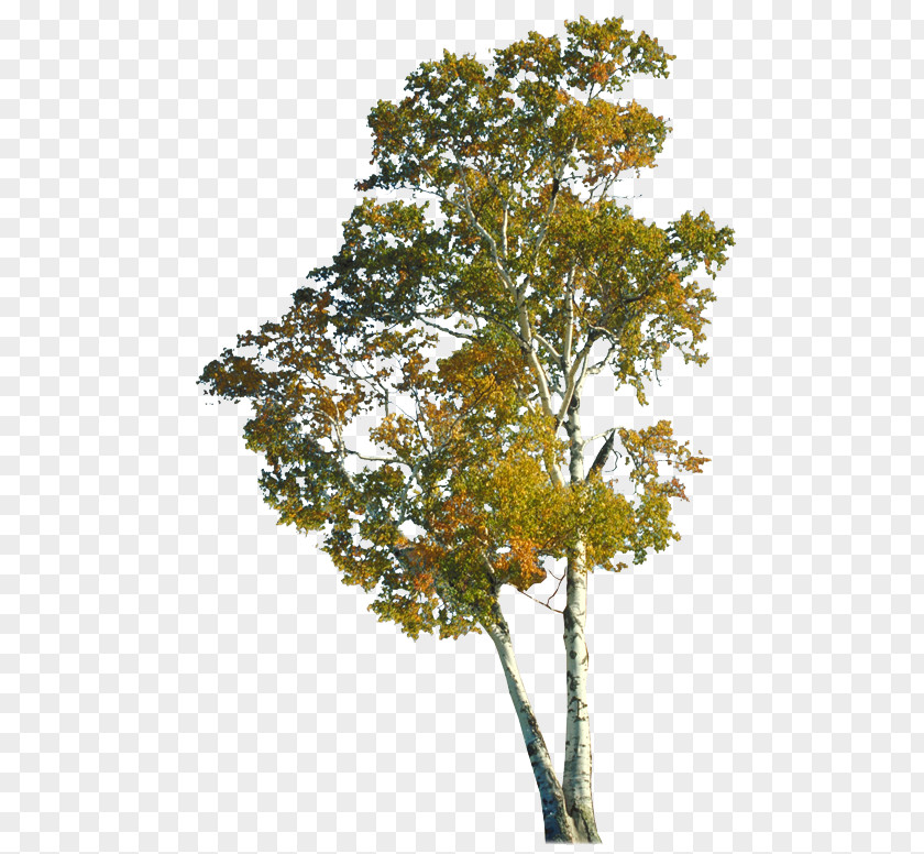 Autumn Trees Tree Branch Trunk PNG