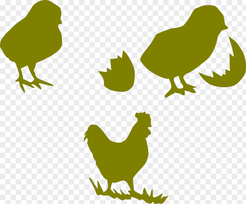 Chicken Rooster Poultry Kifaranga Galliformes PNG