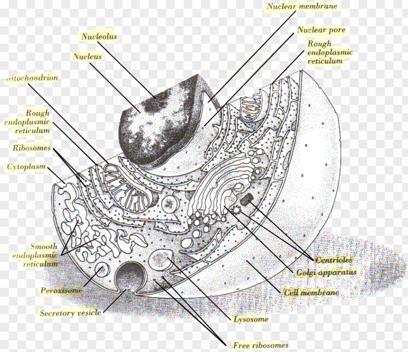 Design Cèl·lula Animal Drawing Diagram Product PNG